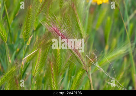 Wild Barley Inflorescence in Springtime Stock Photo