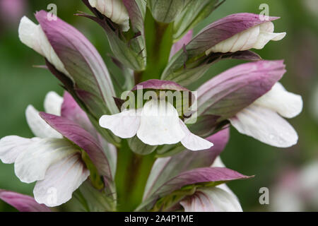 Bear's Breeches Flowers in Bloom in Springtime Stock Photo