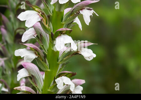 Bear's Breeches Flowers in Bloom in Springtime Stock Photo
