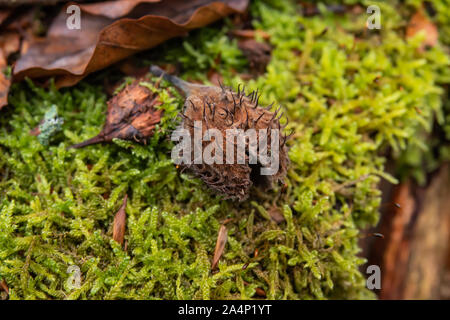 Beech Fruit on Moss in Winter Stock Photo