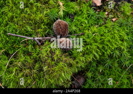 Beech Fruit on Moss in Winter Stock Photo