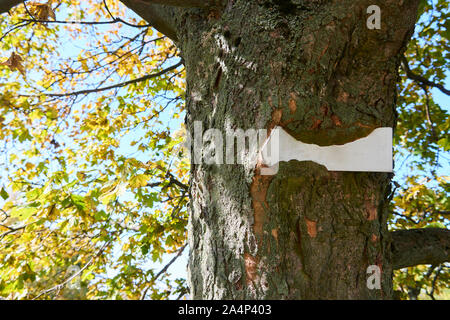 Sign stuck inside of tree growing around it. Trees visible in the background, trunk encapsulates plate blank sign Stock Photo