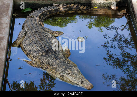Crocodile farming Africa, group of crocodiles warming in the sun Stock Photo