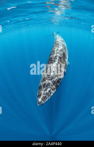 Bryde's whale, Balaenoptera edeni, Trincomalee, Eastern Province, Sri Lanka, Bay of Bengal, Indian Ocean Stock Photo