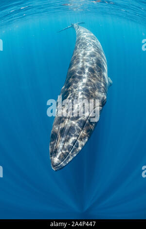 Bryde's whale, Balaenoptera edeni, Trincomalee, Eastern Province, Sri Lanka, Bay of Bengal, Indian Ocean Stock Photo