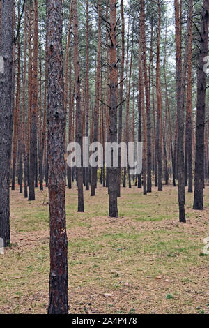 Scenic view of many tall straight trunks of pines in autumn forest in cloudy day. Stock Photo