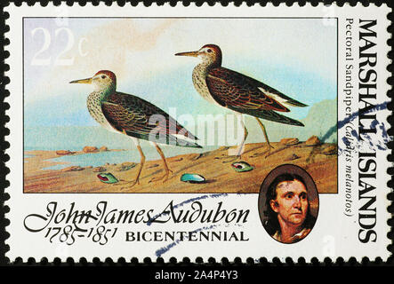 Two pectoral sandpipers in Audobon painting on stamp Stock Photo