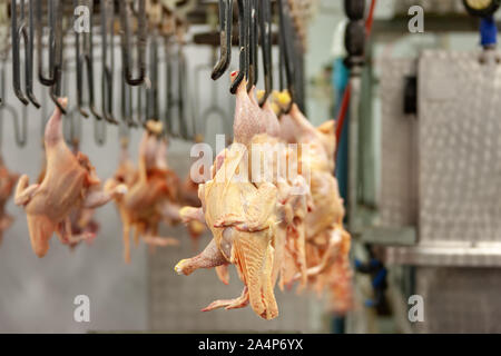 View of chicken hanging on the production line in an abattoir in ...