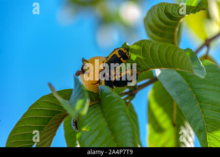 Found in summer in most African gardens eating the fruits, the usual pest destroying gardens Stock Photo