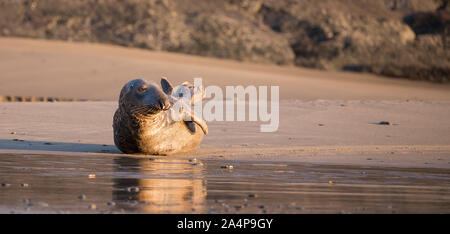 Atlantic Grey Seal bull relaxing on beach in late evening sun. Stock Photo