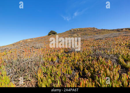 Invasive Carpobrotus edulis plant (or Hottentot-fig, ice plant, pigface and sour fig) growing on the Cabo da Roca plateau and hill in Portugal. Stock Photo