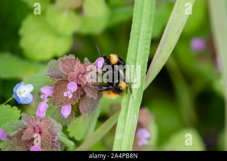 Bumblebee on Purple Dead Nettle Flowers in Springtime Stock Photo
