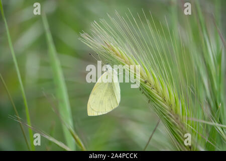 Cabbage Butterfly on Barley Inflorescence in Springtime Stock Photo