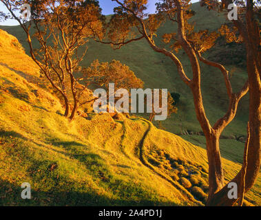 New Zealand. Manukau Heads. Steep sloping grassland valley with trees. Stock Photo
