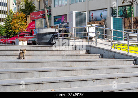 A stray tabby cat sits on steps in the Galata Karakoy district of Istanbul Turkey. Stock Photo
