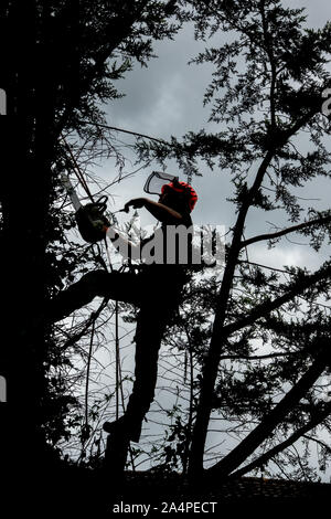 Tree surgeon in fir tree, removing branches, in preparation for total removal in Hertfordshire Stock Photo