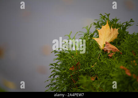 Close up of yellow maple leaves in juniper branches, selective focus Stock Photo