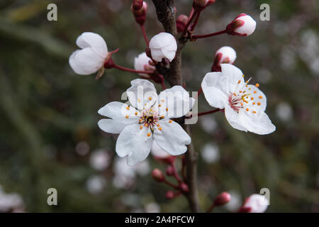 Cherry Plum Flowers in Bloom in Winter Stock Photo