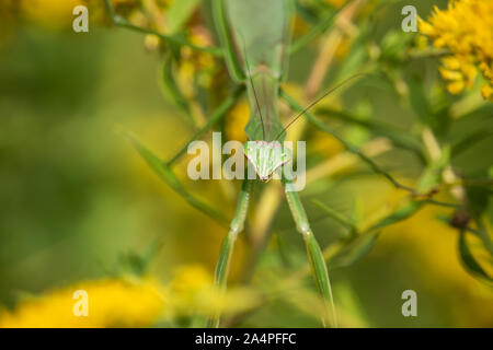 Chinese Mantis on Goldenrod in Summer Stock Photo
