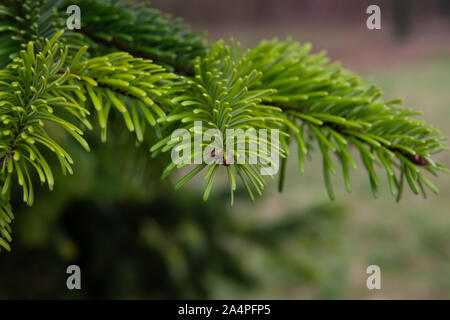 Cilician Fir Leaves in Winter Stock Photo