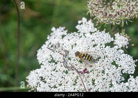A hoverfly on the flower head of a wild carrot (Daucus carota) Stock Photo