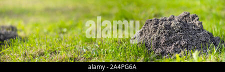 Molehills on lawn in the yard. Damaged lawn. Damaged lawn. Activity of European Mole pest. Also known as Talpa Europaea. Banner format. Stock Photo