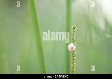 white snail shell on green grass, soft selective focus. Stock Photo