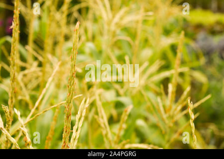 Corn tassel close up photo with blurred green background during sunny day Stock Photo