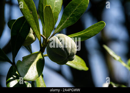 A seed pod of a caro (Pittosporum crassifolium) Stock Photo