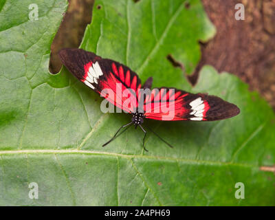 Postman butterfly (Heliconius melpomene) very variable color, in which red, black, white and orange predominate. More than 30 geographical subspecies Stock Photo