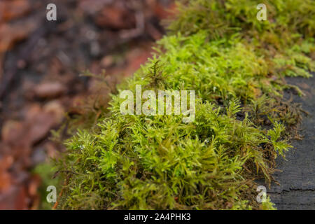 Common Feather Moss in Winter Stock Photo