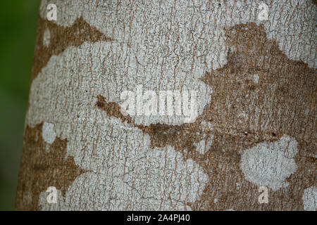 Common Script Lichen on Tree in Springtime Stock Photo