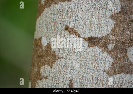 Common Script Lichen on Tree in Springtime Stock Photo