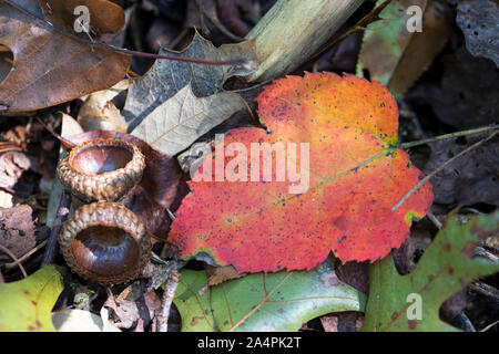 Signs of fall on the forest floor. Stock Photo