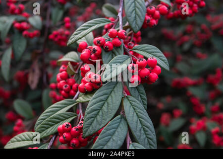 Hylmo's Cotoneaster Fruits in Autumn Stock Photo
