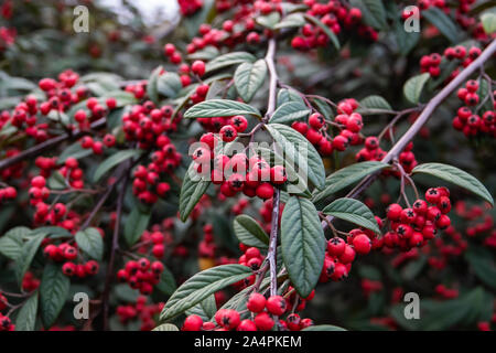 Hylmo's Cotoneaster Fruits in Autumn Stock Photo