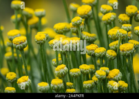 Cotton Lavender Flowers in Bloom in Springtime Stock Photo