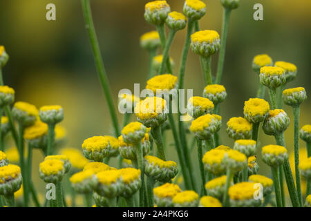 Cotton Lavender Flowers in Bloom in Springtime Stock Photo