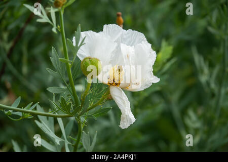 Coulter's Matilija Poppy Flower in Bloom Stock Photo