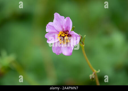 Dahlia Flower in Bloom in Springtime Stock Photo