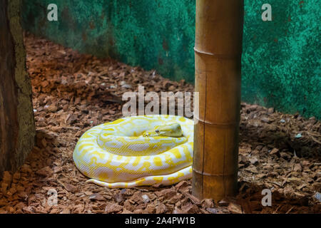 Albino Burmese python wrapped on the ground Stock Photo