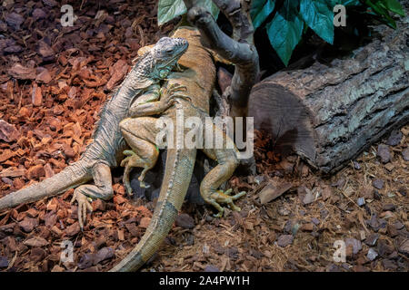 Two iguanas in a terrarium close-up Stock Photo