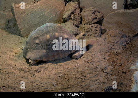 Ploughshare Tortoise in the sand Stock Photo