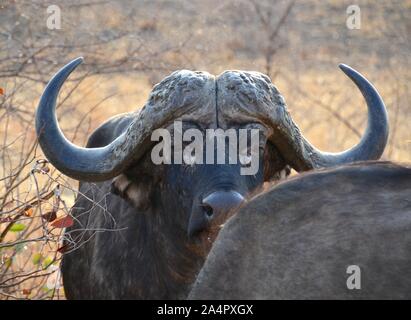 Old male Cape Buffalo bull in Kruger National Park in South Africa gazing toward the camera from behind another animal Stock Photo