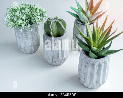 Concrete pots. Green cactus, white flowers and succulent plants in modern geometric concrete planters with sun light isolated on white background top Stock Photo
