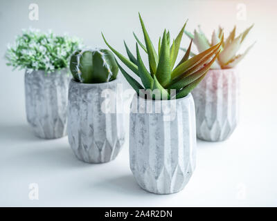Concrete pots. Green cactus, white flowers and succulent plants in modern geometric concrete planters with sun light isolated on white background. Stock Photo
