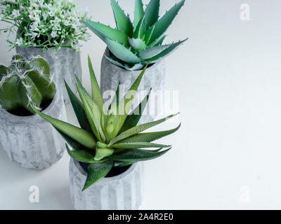 Concrete pots. Green cactus, white flowers and succulent plants in modern geometric concrete planters with sun light isolated on white background with Stock Photo
