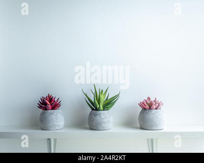 Concrete pots minimal style. Pink, red and green succulent plants in modern round concrete planters on wooden shelf isolated on white background with