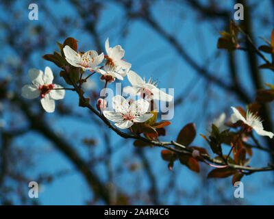 Begonias bloom background in spring Stock Photo