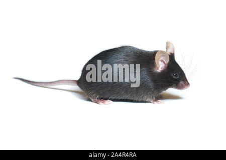 3d mouse animal hi-res stock photography and images - Alamy